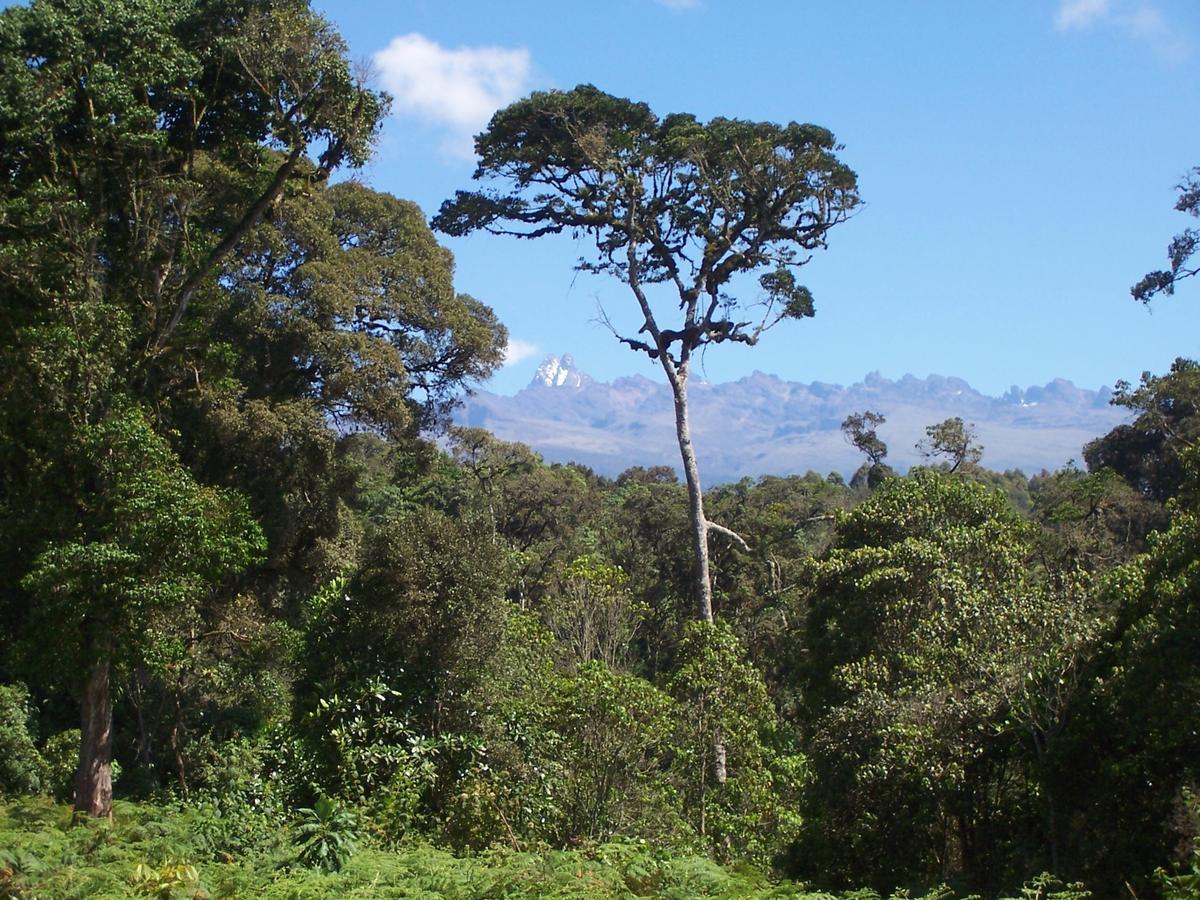Castle Forest Lodge Mount Kenya National Park Exteriér fotografie
